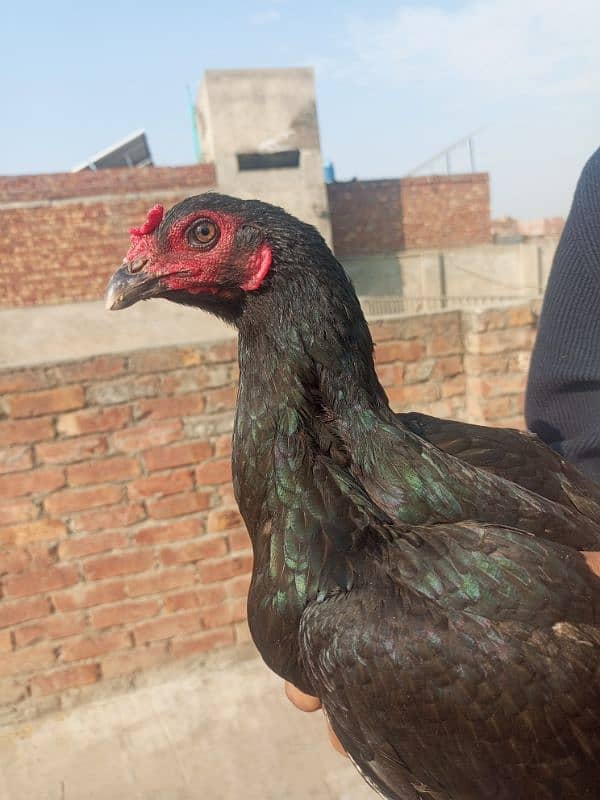 Pakistani pair for sale Ando ki garanti  ka sath 11