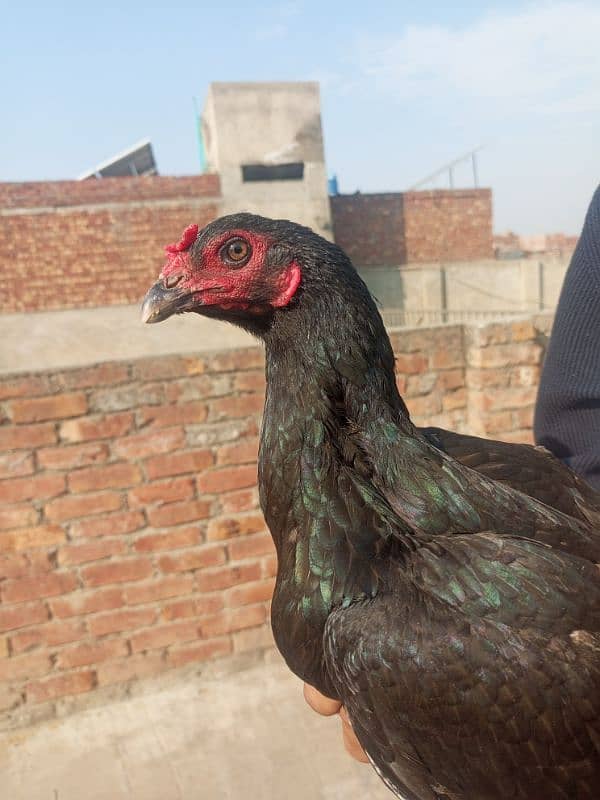 Pakistani pair for sale Ando ki garanti  ka sath 12