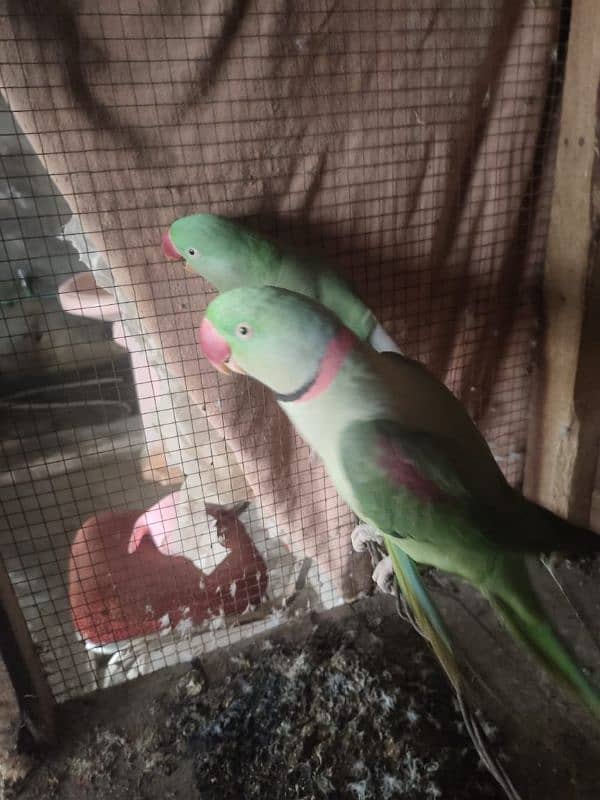 Raw Parrott AGE 12 month urgent sale My WhatsApp Number 0309/7996174 0