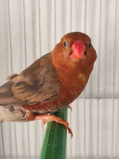 Orange zebra finch male red back