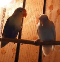 Love birds breeder pair or cage urgent for sale