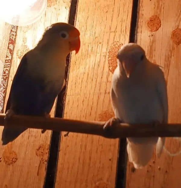 Love birds breeder pair or cage urgent for sale 0