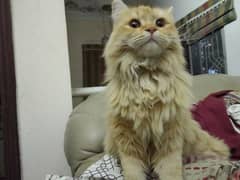 pure Persian cat if you want I will reduce the price