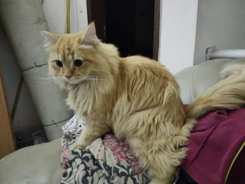 pure Persian cat if you want I will reduce the price 2