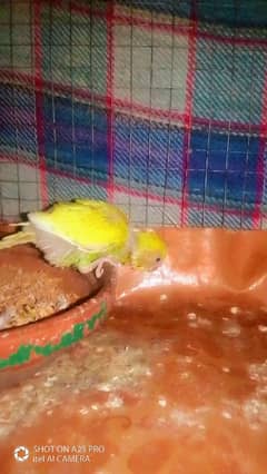 Australian budgie chick for hand feeding and taming