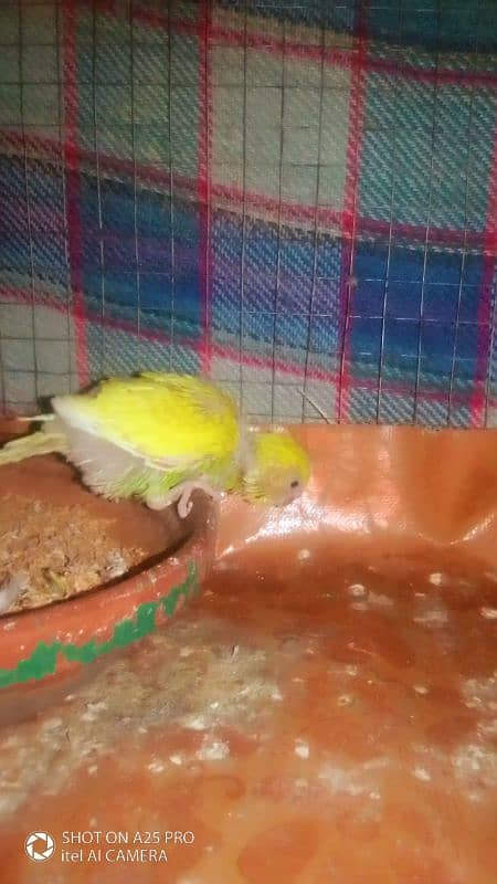 Australian budgie chick for hand feeding and taming 1