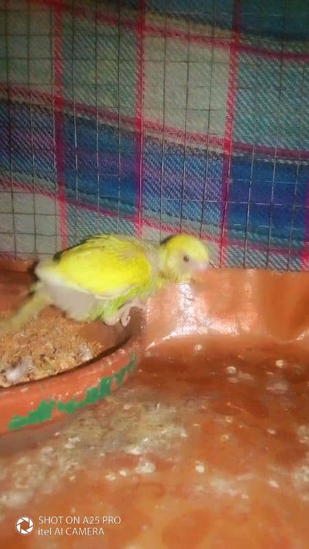 Australian budgie chick for hand feeding and taming 2