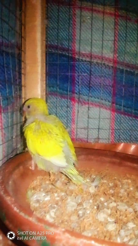 Australian budgie chick for hand feeding and taming 3