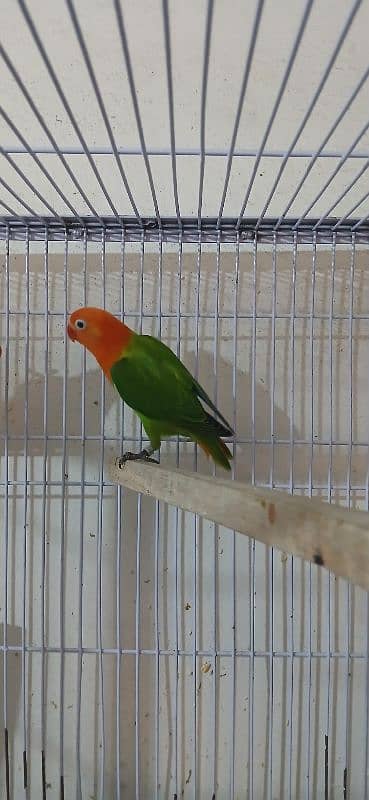 yellow sided conure pale fellow Albino redeye decino 1