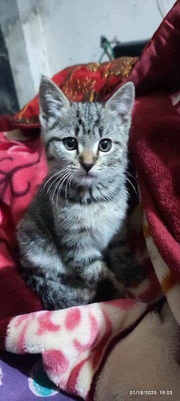 Egyptian Mau male kitten And Blue Persian male triple coat 03007786089 1