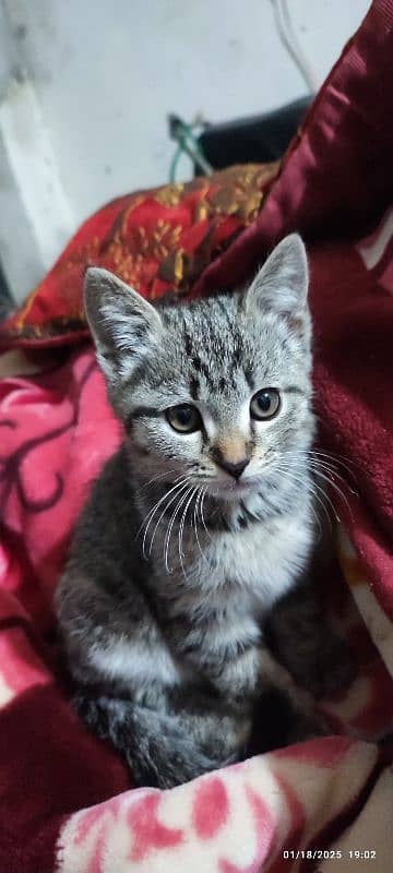 Egyptian Mau male kitten And Blue Persian male triple coat 03007786089 2