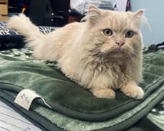 Persian male cat