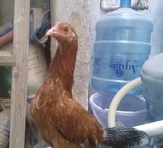 Misri Hen 9 - 10 Months for sale