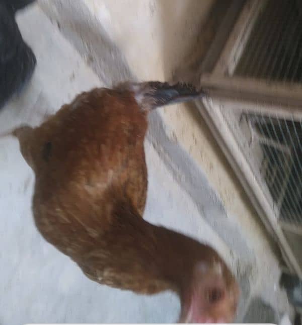 Misri Hen 9 - 10 Months for sale 1