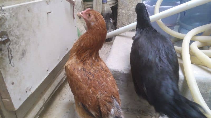 Misri Hen 9 - 10 Months for sale 2