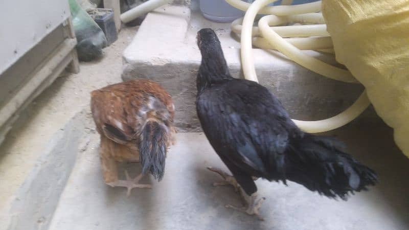 Misri Hen 9 - 10 Months for sale 4