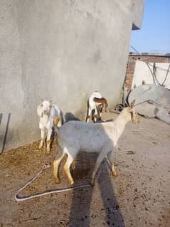 Tedeey Or Desi Goats  For Urgent Sale