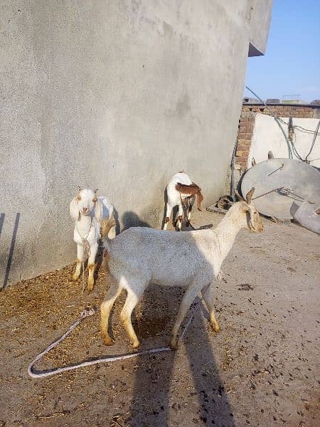 Tedeey Or Desi Goats  For Urgent Sale 0