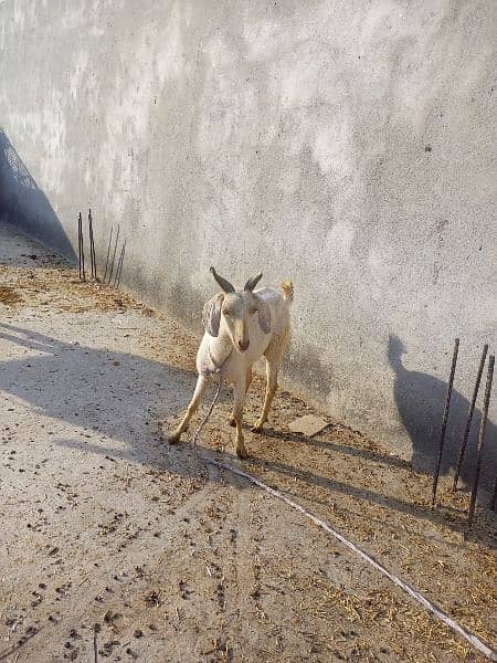 Tedeey Or Desi Goats  For Urgent Sale 1