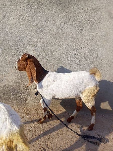 Tedeey Or Desi Goats  For Urgent Sale 2