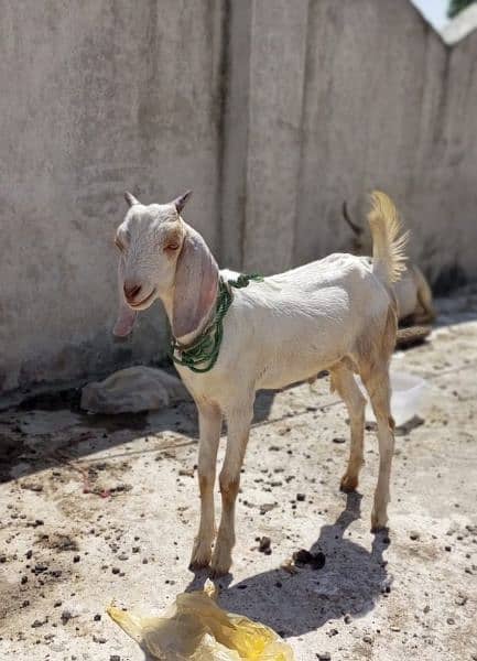 Tedeey Or Desi Goats  For Urgent Sale 3