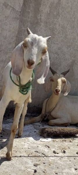 Tedeey Or Desi Goats  For Urgent Sale 4