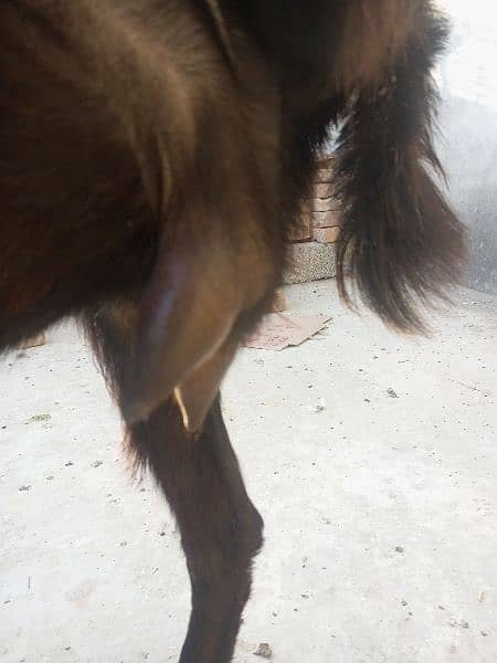 Tedeey Or Desi Goats  For Urgent Sale 6