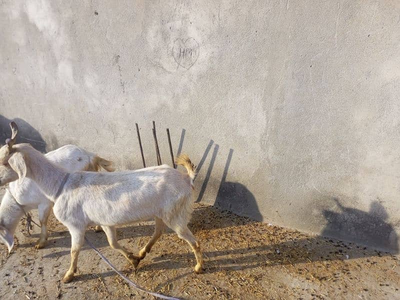 Tedeey Or Desi Goats  For Urgent Sale 7