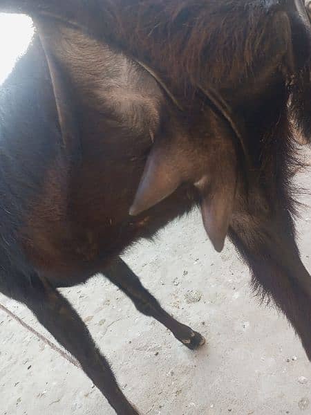 Tedeey Or Desi Goats  For Urgent Sale 8