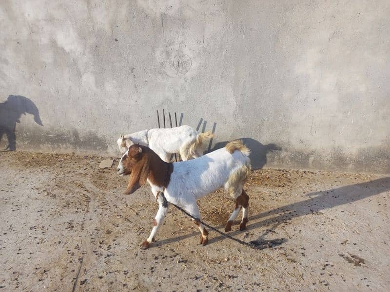 Tedeey Or Desi Goats  For Urgent Sale 9