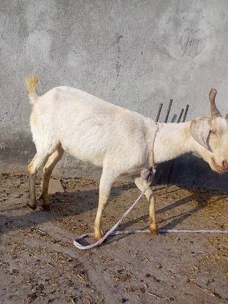 Tedeey Or Desi Goats  For Urgent Sale 10