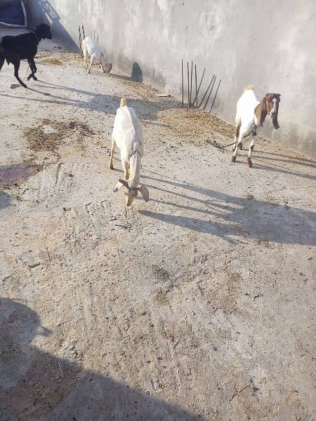 Tedeey Or Desi Goats  For Urgent Sale 11