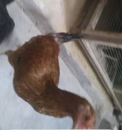 Misri Hen 9 - 10 Months for sale