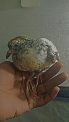 hand tame chick available