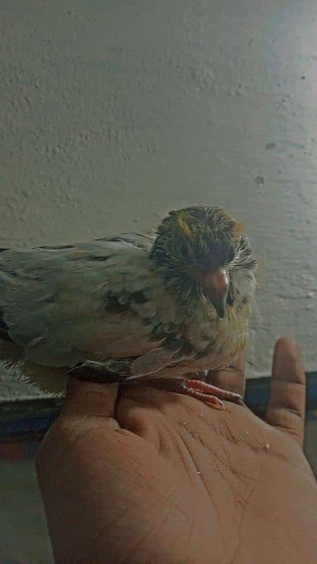 hand tame chick available 1