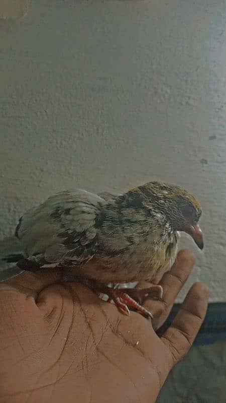 hand tame chick available 2