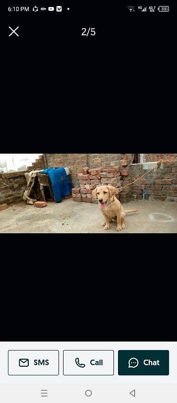 LABRADOR FEMALE 2