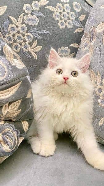 Persian cat for sale male or female my WhatsApp 0325=24=52=921 0