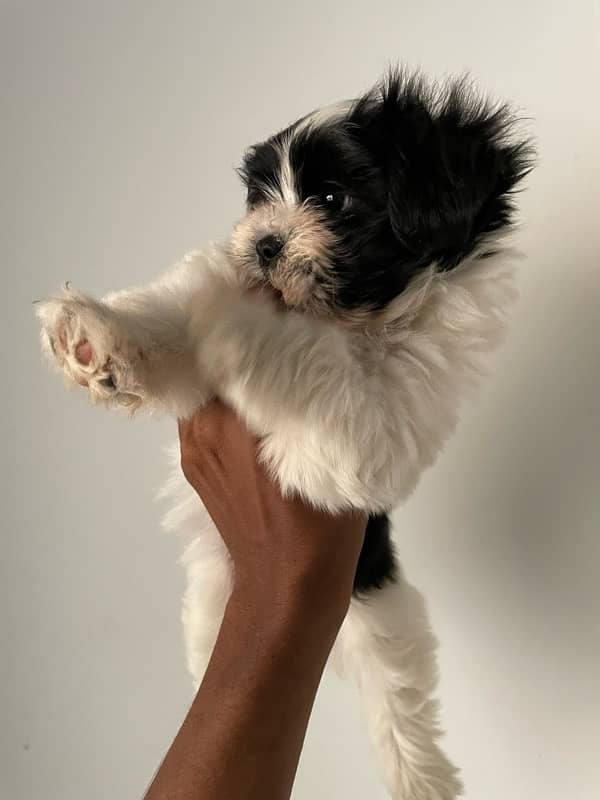 shihtzu puppy 0