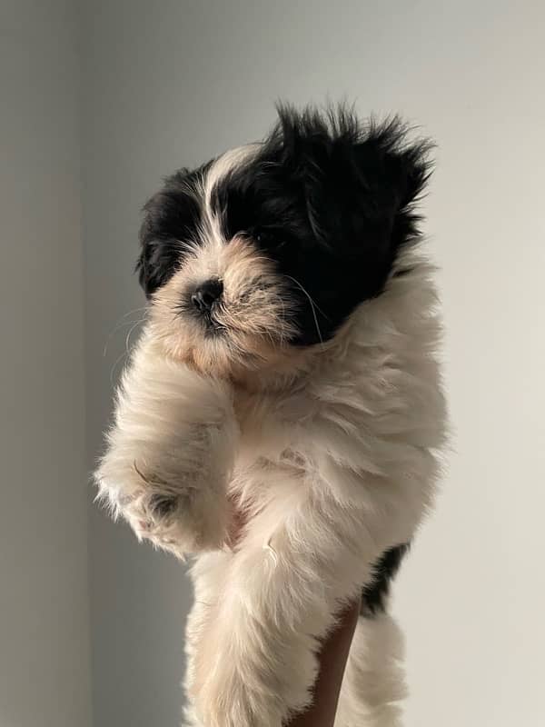 shihtzu puppy 1