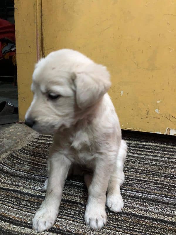 Labrador 2 month baby male all okay 1