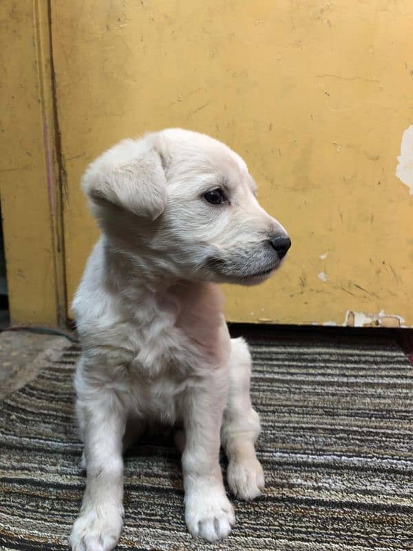 Labrador 2 month baby male all okay 2