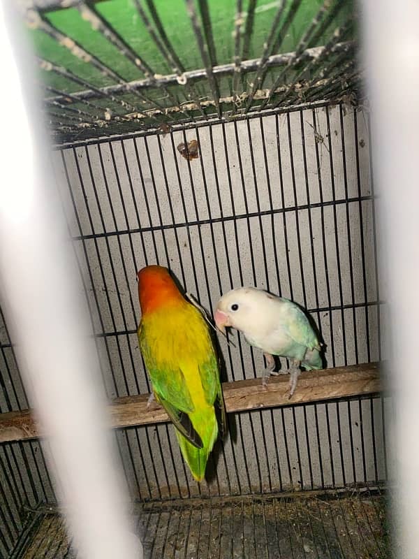 love bird and cocktail albino red eyes and split and eno covktail 0