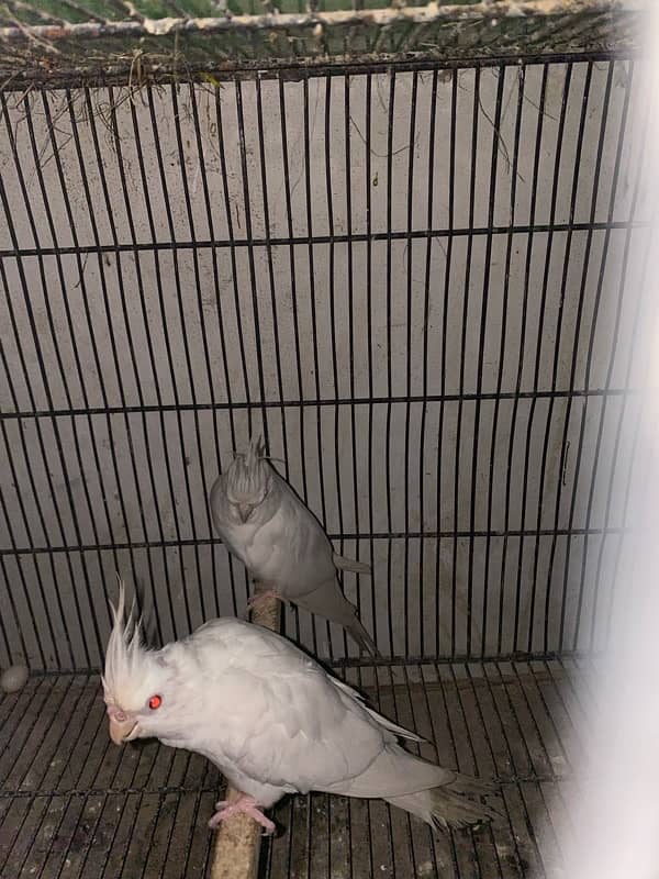 love bird and cocktail albino red eyes and split and eno covktail 1