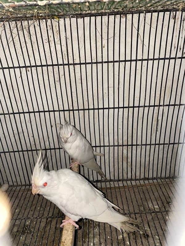 love bird and cocktail albino red eyes and split and eno covktail 2