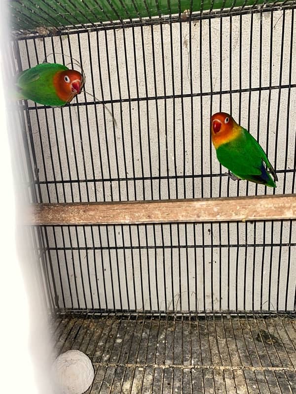 love bird and cocktail albino red eyes and split and eno covktail 4