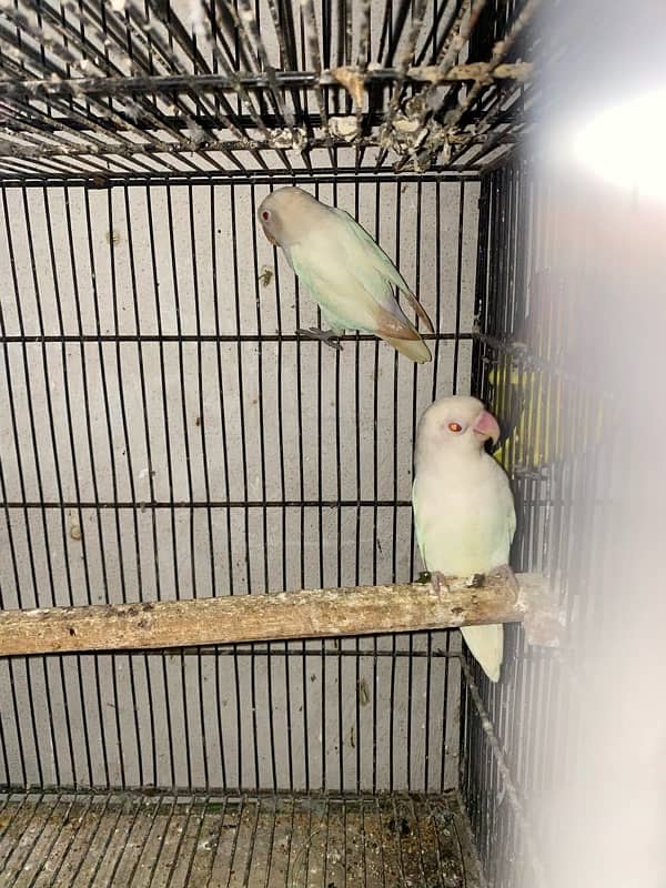 love bird and cocktail albino red eyes and split and eno covktail 8