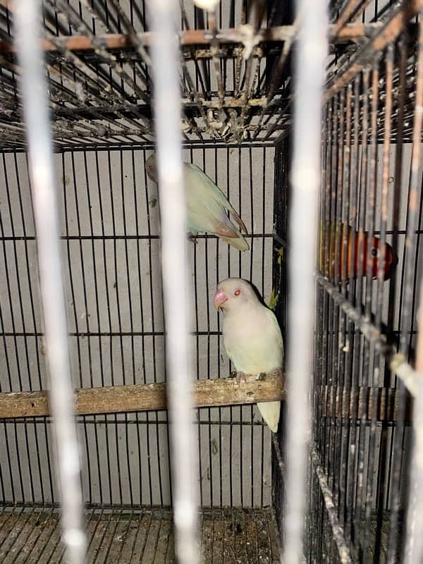 love bird and cocktail albino red eyes and split and eno covktail 9