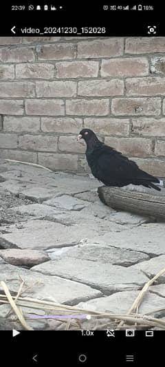 breeder danish pair Ring bird