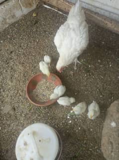 heera hen with 6 chiks